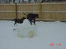 Pit bull puppies for sale