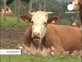 euronews - europeans - Bavarian milk woes far from...