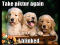 vERY fUNNY dOGS 5