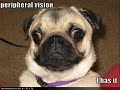 vERY fUNNY dOGS 5 vERY fUNNY dOGS 5