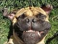 vERY fUNNY dOGS 5