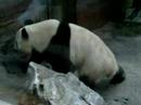 Beijing ZOO PANDA BEAR 2