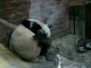 Beijing ZOO PANDA BEAR 2