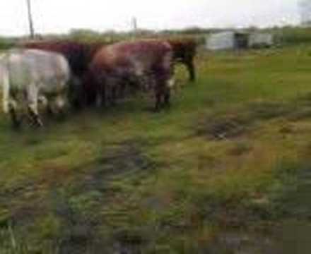 Baby Cow