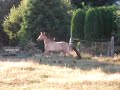 Coyote in field (3/4 Kiger 1/4 Spanish Mustang)