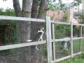 Climbing Dog Climbing Dog