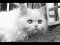 MARGOT LOYOLA - MELOPEA E HIMNO DE LA SUFRAGISTA