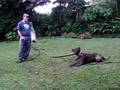 Presa-Canario-Haney