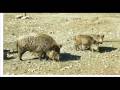 LAS HURDES POR DESCUBRIR 0001