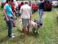 puppydag 2007 puppydag 2007