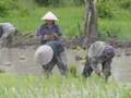 Planting Rice in Laos