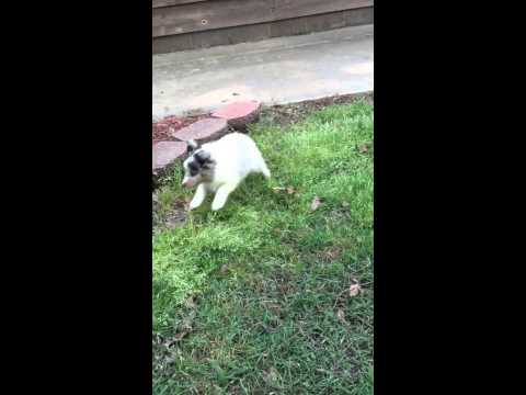 AKC Blue Merle Sheltie Puppy