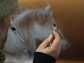 Can Yucel Airbrush - Horse 3