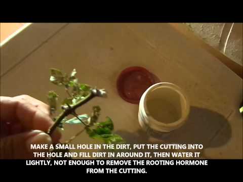 how to take rose cuttings