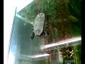 Acquario con tartarughe