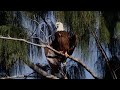 Springtime for Eagles