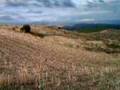 MONTERÍA DEL JABALÍ EN TARAZONA