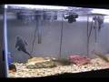 Large Mouth Bass feeding on Goldfish