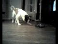 St. Bernard vs. Roomba Pt. 1