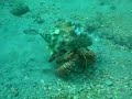 Giant hermit crab Giant hermit crab