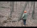 Cutting a Lodged Tree