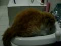 videos de Gatti divertenti