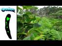 oahu_trip.mov