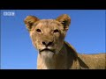 Hunting wildebeest - Pride - BBC animal drama