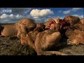 Hunting wildebeest - Pride - BBC animal drama