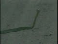 Boomslang Snake In The Road Boomslang Snake In The Road