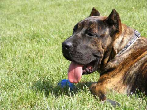 presa canario i dogo argentino