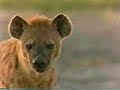 animal fcuk sexy with woman