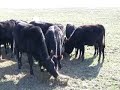 Heifers for sale