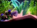 Convict Cichlid Fry