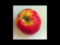 pomme apple cygne swan 