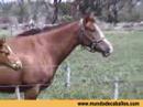 Pura Sangre Carrera Horses