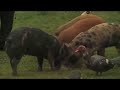 Part 2 Sooke Harbour House Chef Farm
