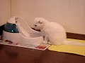 Scottish Fold???????? Scottish Fold????????