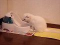 Scottish Fold 【おいしい水】