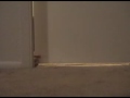 David Forgets - he didn\