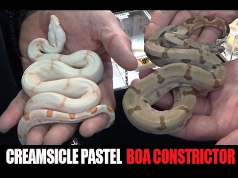 YouTube reptile video