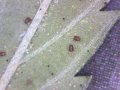 araña roja