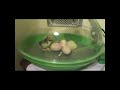 Chicken School ~ Egg Hatching Chicken School ~ Egg Hatching