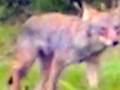 videos de Coyote Chase Stalk Deer Rare View Attack Kill Animal