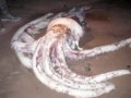 CALIFORNIA: Jumbo Squid invade San Diego