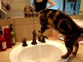 Bengal Cat playing in water