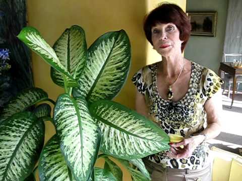 how to replant a dumb cane plant