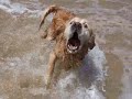 Rest In Peace Zack! Golden retriver