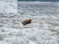videos de Rest In Peace Zack! Golden retriver