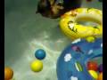 videos de martin sigue en el agua